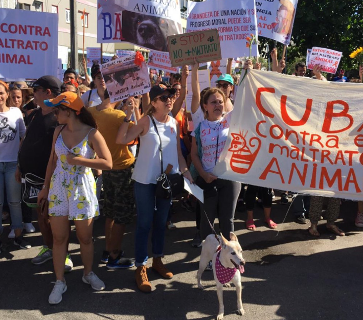 Cubanos exigen una ley contra el maltrato animal