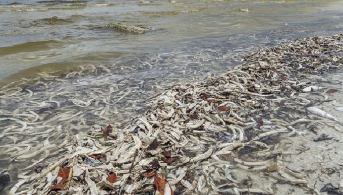 Marea roja  ha ocasionado un daño al ecosistema en Tampa