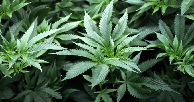 Legisladores de Florida tienen en agenda la ley sobre uso de la marihuana medicinal
