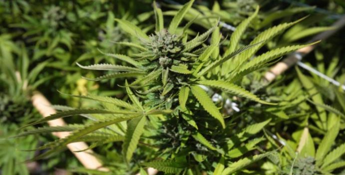 Agricultor de color deberá pagar más de $100.000 por licencia de marihuana medicinal en Florida