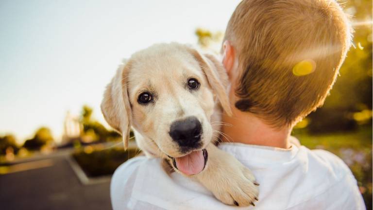 ¿Buscas una mascota? Aquí los más adorables perros disponibles para adopción en Miami