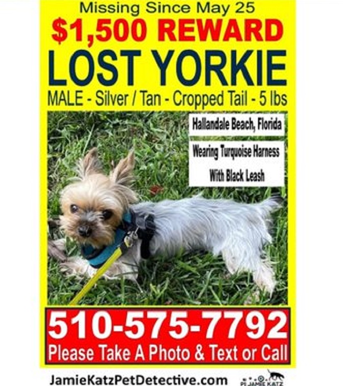 Ofrecen recompensa por  mascota desaparecida en Hallandale Beach