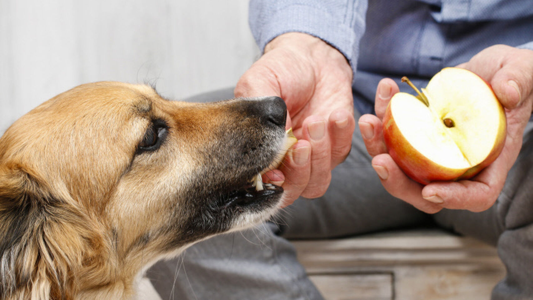Dan a conocer los alimentos más peligrosos para la salud de los perros