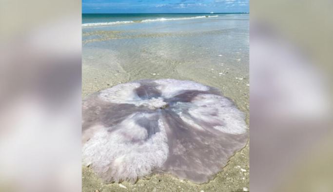 Hombre encontró medusa gigante en playa de Naples (Fotos)