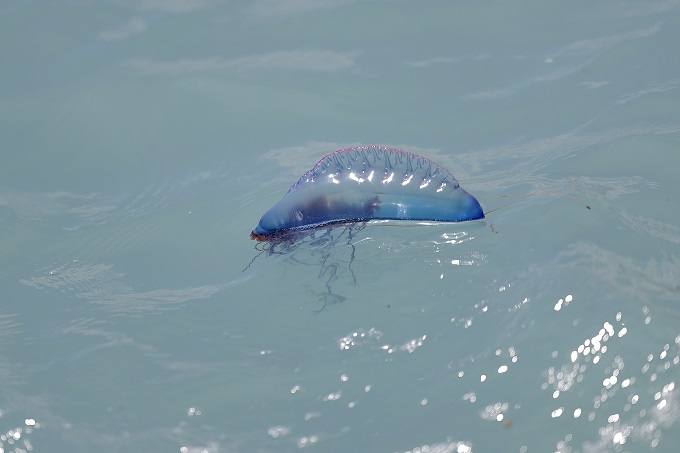 ¡Atención! Guardacostas advierten sobre la presencia de un tipo de medusas en playas de Miami