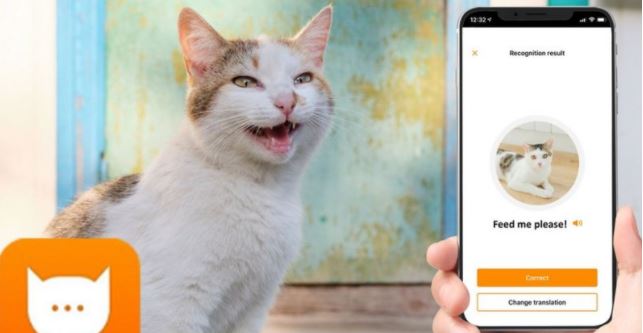 Conoce la aplicación que puede traducir los maullidos de tu gato
