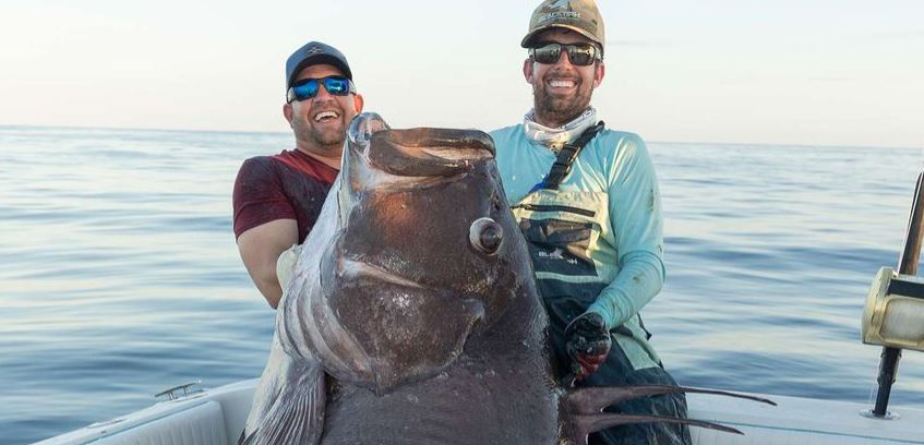 ¡Asombroso! Pescadores capturan un mero gigante de 2 metros y 300 libras en Florida (+Fotos)