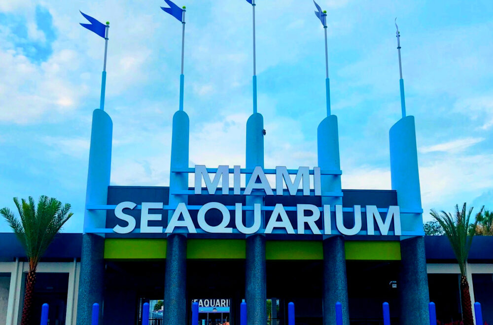 Luto en Miami Seaquarium tras muerte de delfín por enfermedad crónica