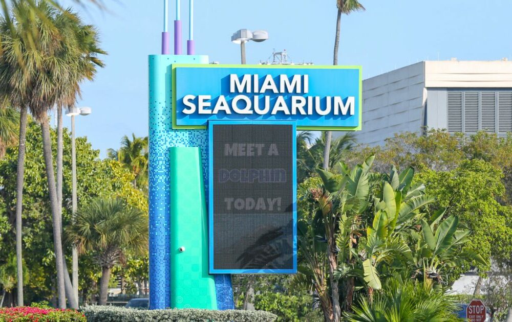Miami Seaquarium en jaque: su empresa matriz se declara en bancarrota