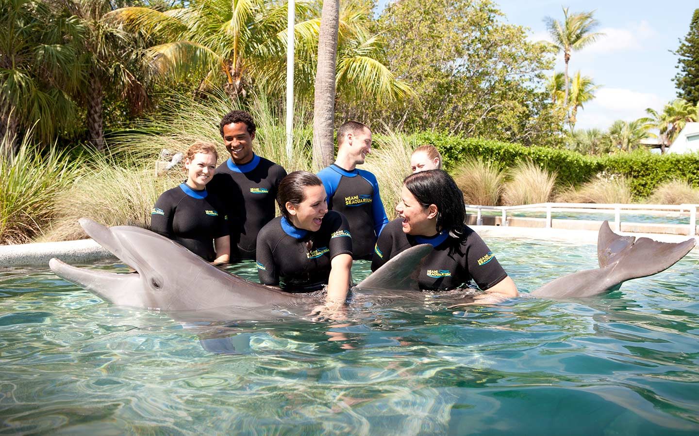 Especial de Parques: ¿Nadar con delfines? en el Miami Seaquarium puedes hacerlo