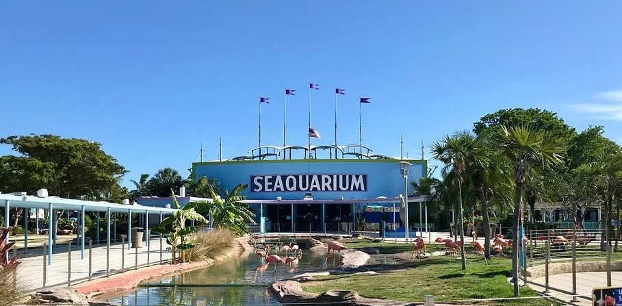 Falleció delfín “Sundance” del Miami Seaquarium: El segundo en menos de seis meses