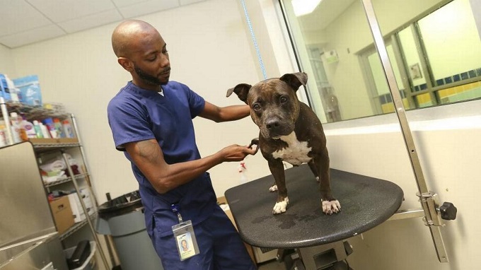 Mascotas en refugios de Miami-Dade están listas para ir a un nuevo hogar