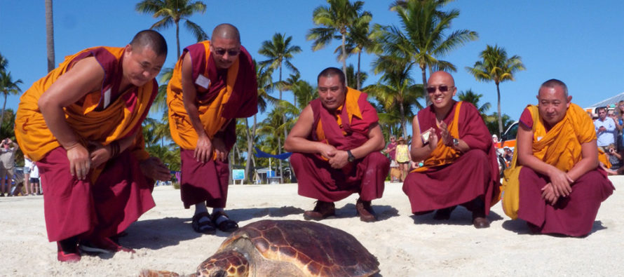 https://miamidiario.com/wp-content/uploads/Monks-Sea-Turtle-890x395_c.jpg