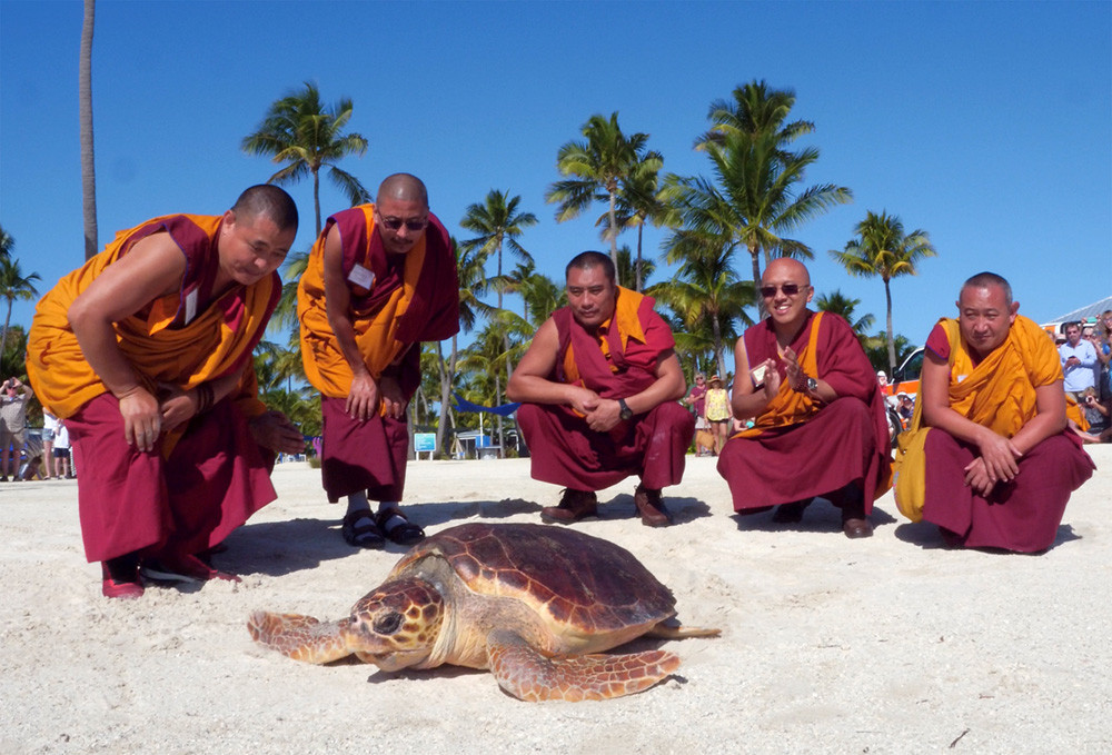Monjes tibetanos liberaron tortuga marina en los Cayos de Florida