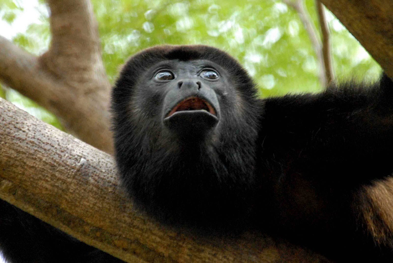 Mono tití amazónico valuado en $ 10.000 fue robado del zoológico de Palm Beach