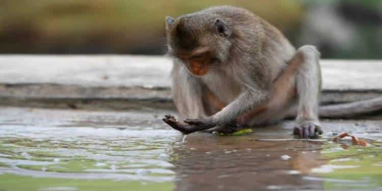 Confirman uso de piedras como herramientas de masturbación en monos