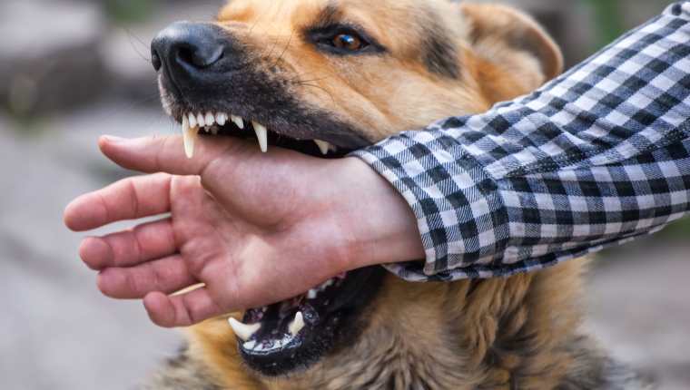 Aumentan casos de mordeduras de perros en Miami: ¿Cómo evitarlas?