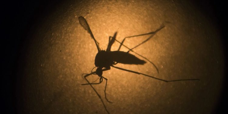 Find out why Florida will release millions of genetically modified mosquitoes