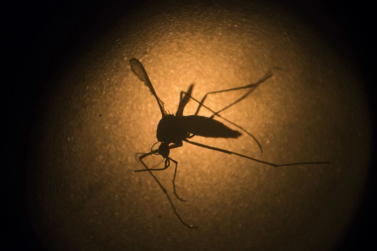 Conozca para qué Florida liberará millones de mosquitos genéticamente modificados
