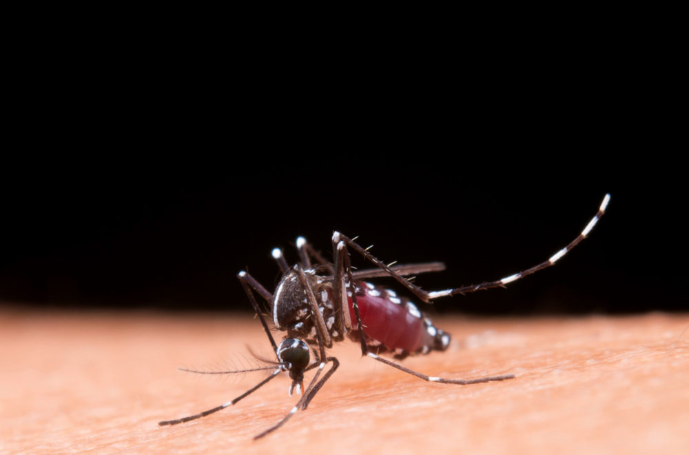 Aumenta el dengue en Florida: Miami-Dade es el condado con más casos