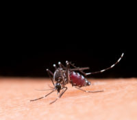 Aumenta el dengue en Florida: Miami-Dade es el condado con más casos