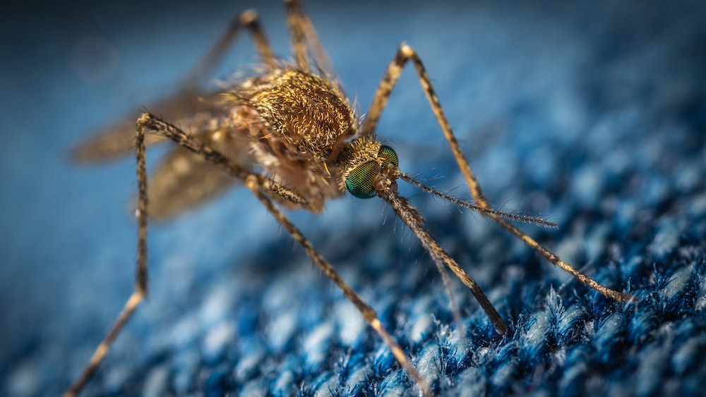 Proliferación de mosquitos disparan alerta en Florida: ¿Cómo prevenir picaduras?