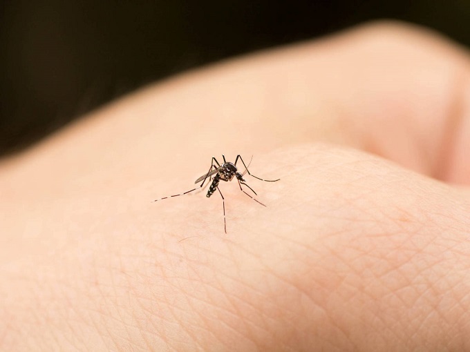 ¡Atentos! Estos son los tips para repeler los mosquitos en la temporada de lluvia en Miami