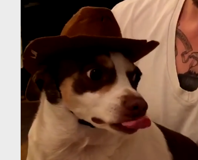 Este es el famoso y peculiar Mr. Bubz: el perro que «odia» al novio de su dueña (Video)