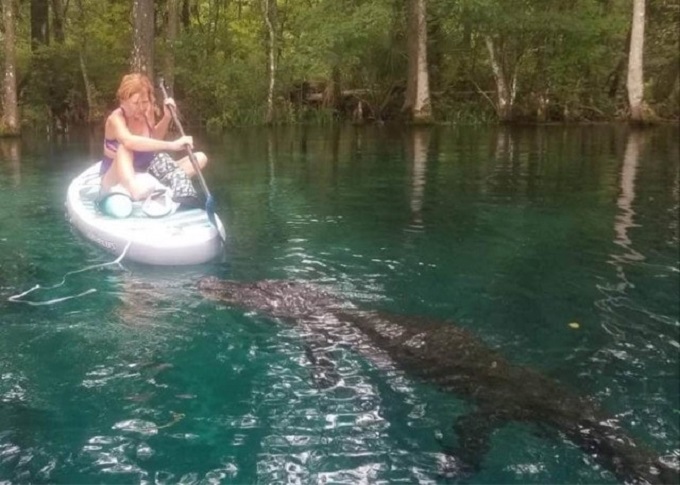 Mujer tuvo un  encuentro inesperado con caimán en  parque de Florida