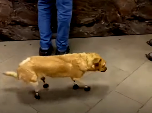 Implantan por primera vez en Rusia cuatro prótesis biónicas a un perro