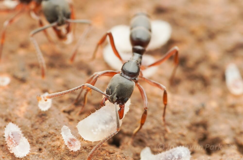 Hormiga invasora con veneno mortal se esconde en áreas verdes de Florida