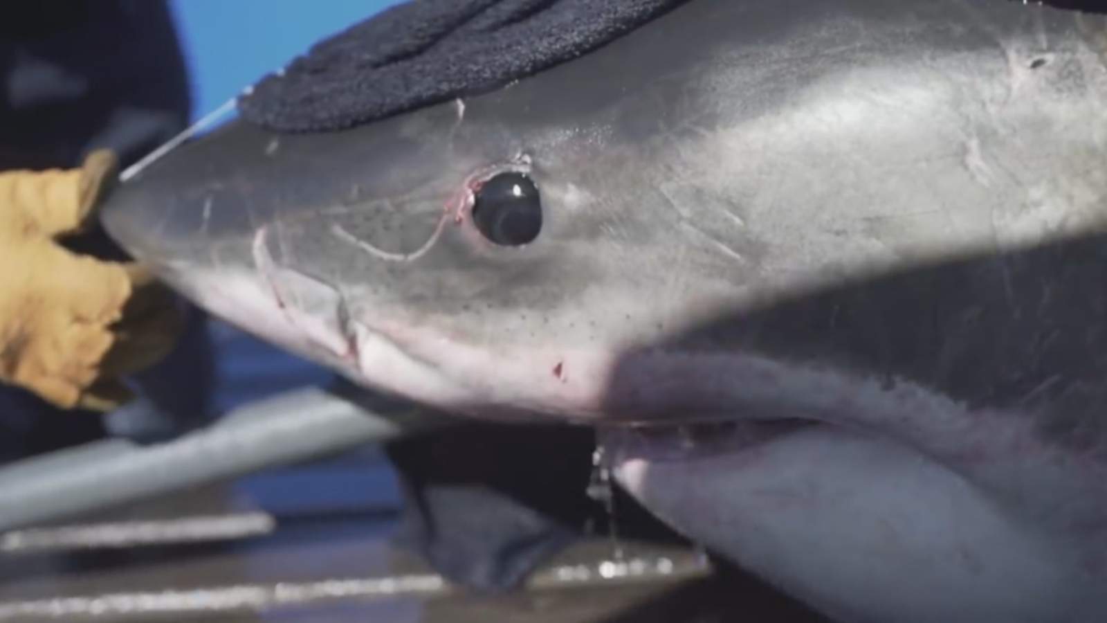 Gran tiburón blanco fue detectado frente a la costa de Key Largo
