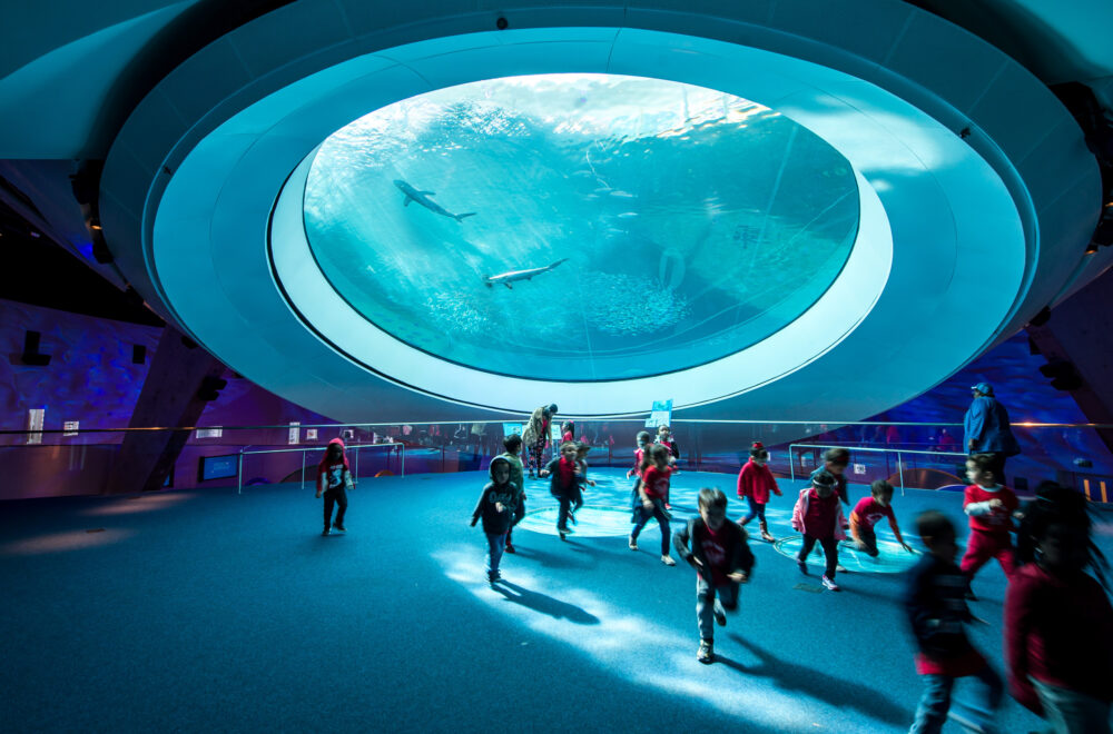 Vive una verdadera aventura marina en el Acuario del Frost Museum en Miami