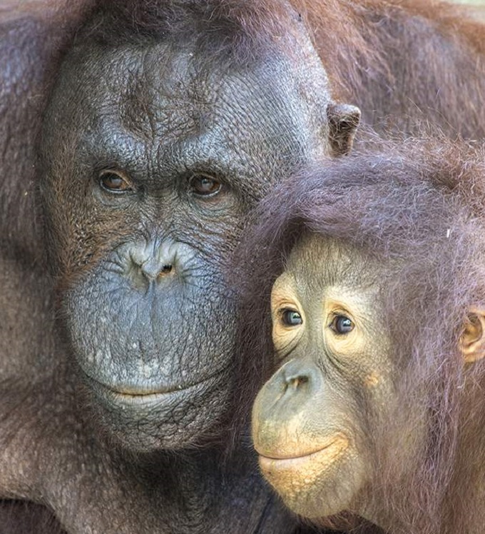 Orangután del zoológico de Miami falleció luego que le extrajeran dos dientes