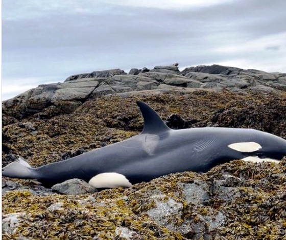 Una orca varada fue liberada de una costa rocosa en Alaska después de estar atrapada durante horas