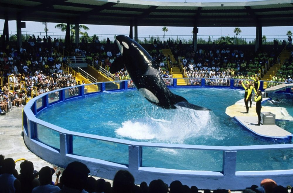 Orca Lolita del acuario de Miami volverá a su hábitat natural