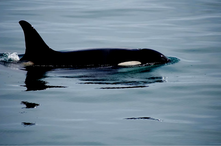¡Asombroso! Grupo de orcas se lanza a la persecución de tiburones blancos (Video)