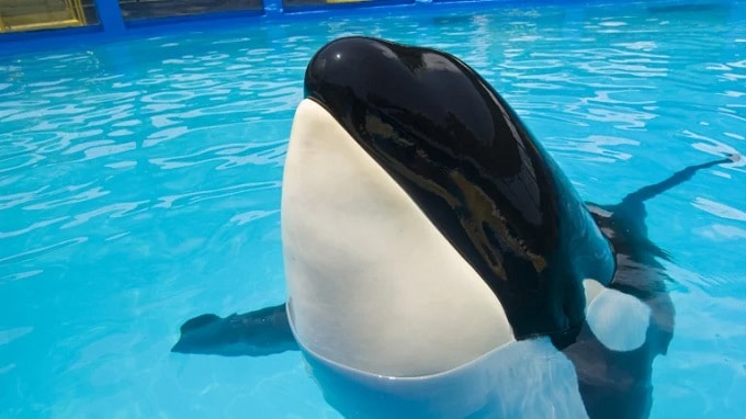 Miami Seaquarium reveló mejoría en la salud de la orca Lolita