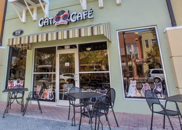El Orlando Cat Cafe te espera para disfrutar de un buen café y la compañía de gatos