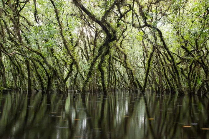Orquídea fantasma, extraña especie del pantano de Florida podría desaparecer