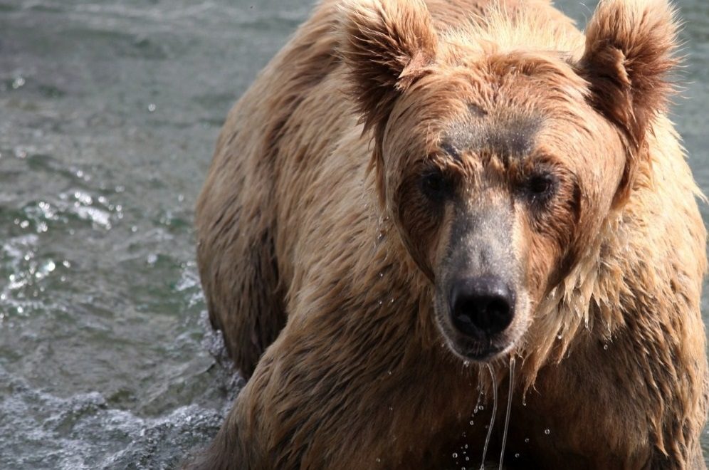¡A navegar! Oso negro fue captado a bordo de un barco en puerto de Naples