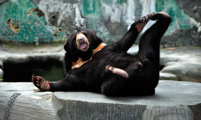 Polémica de osos chinos llega a su fin: Experto del Zoo Miami aclaró las dudas