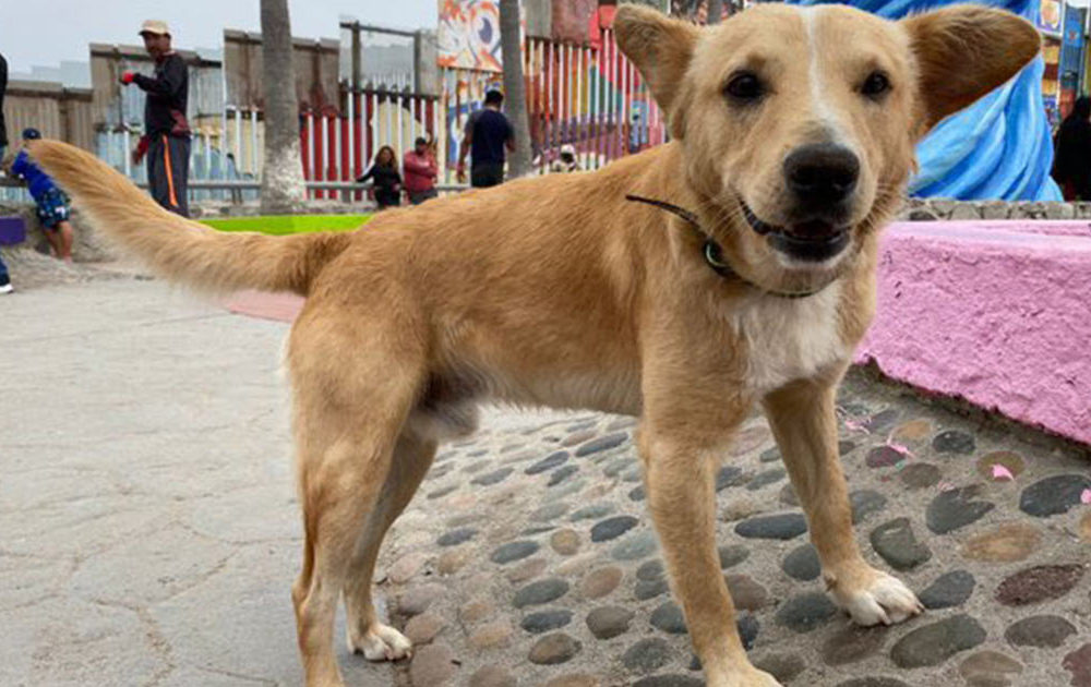 Deportan a perrito que cruzó frontera de EE.UU con migrantes