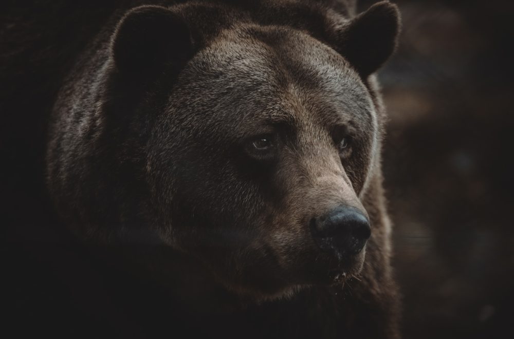 Nueva ley de Florida permitirá asesinar osos en propiedad privada