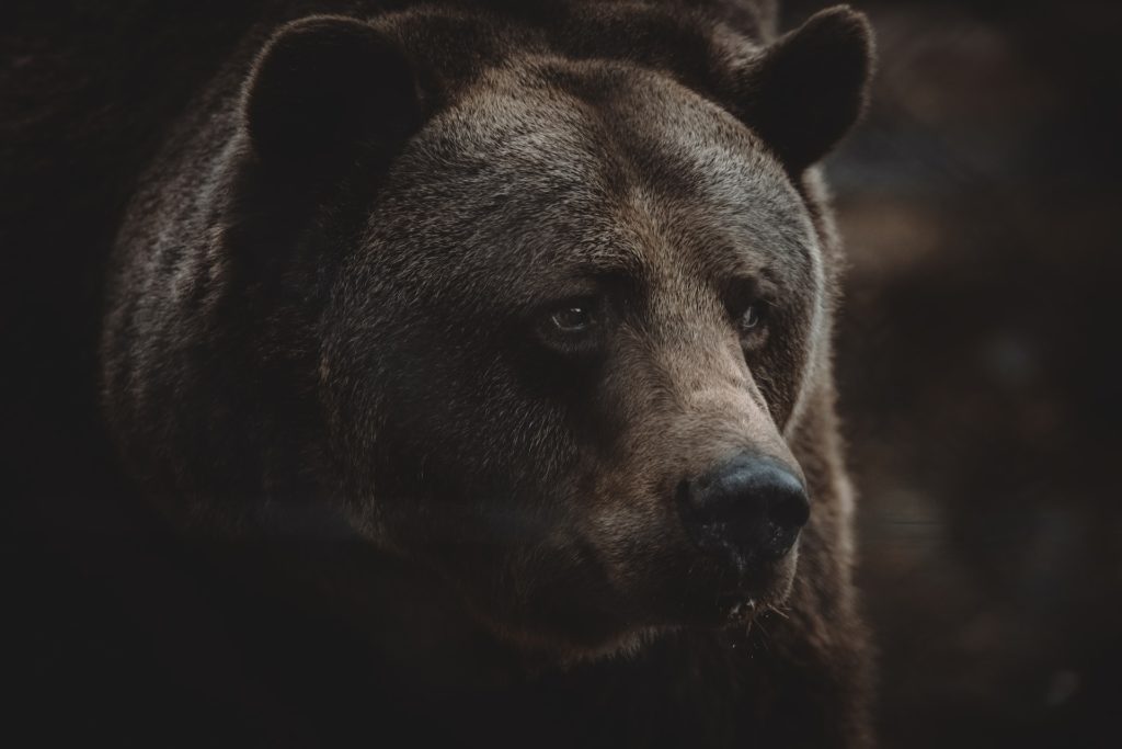 oso Osos
