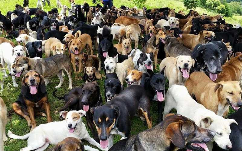 ¡Conmovedor! El refugio que se dedica a salvar perros abandonados en Miami-Dade