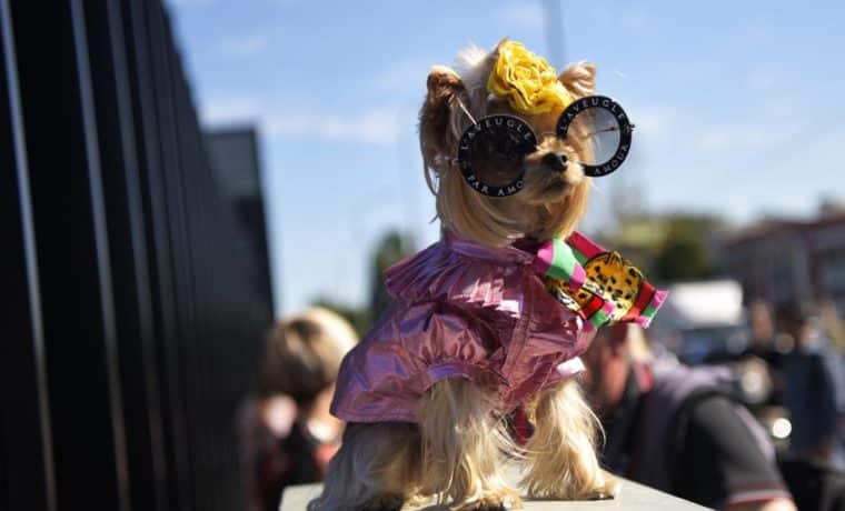 Miami Dog Fashion Week: La primera edición del evento canino más chic