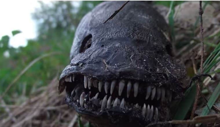 Florida: Hallan muerto a ‘pez demonio’ en el río Ocklawaha