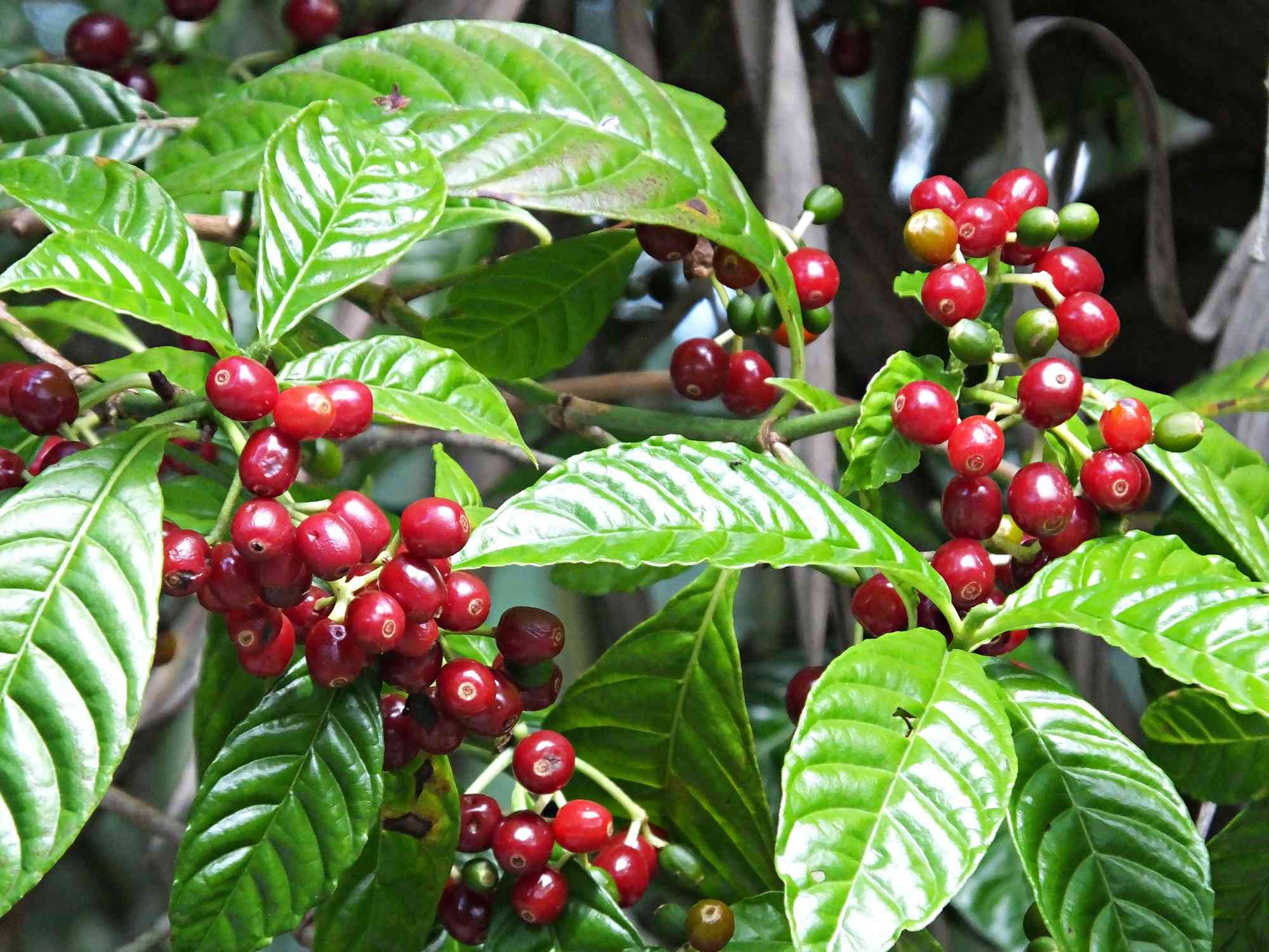 café