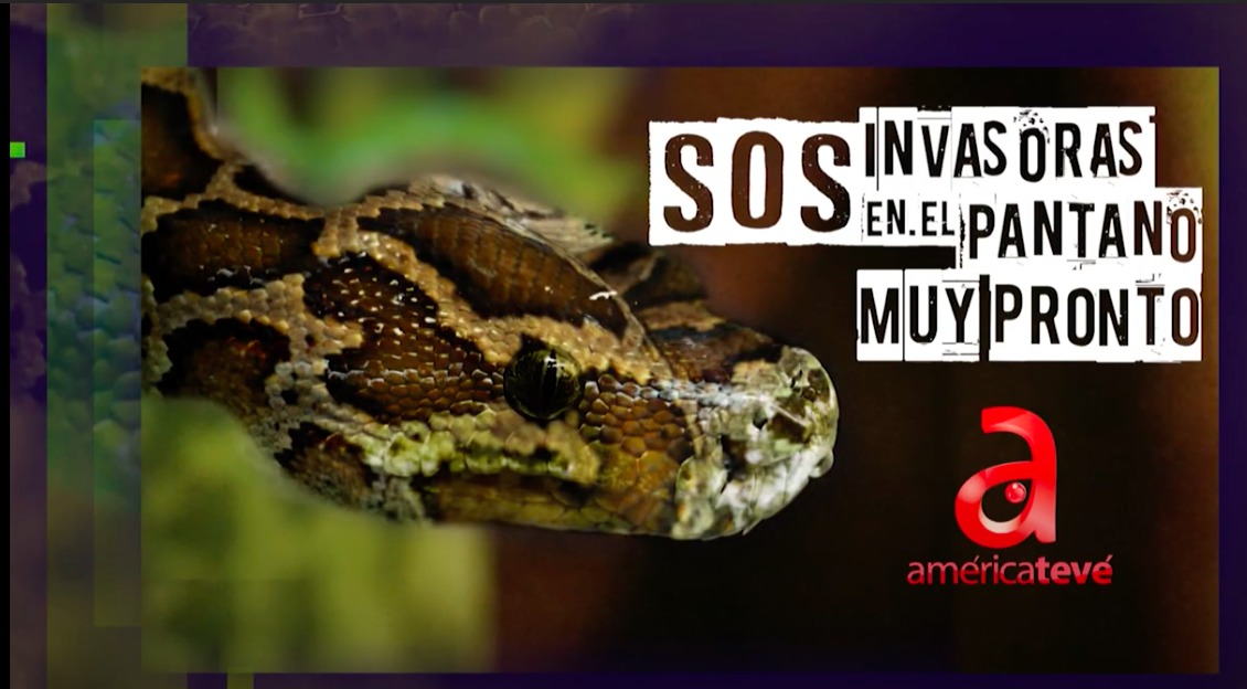 ¡No te lo pierdas! Americateve estrena la nueva serie “SOS: Invasoras del pantano”